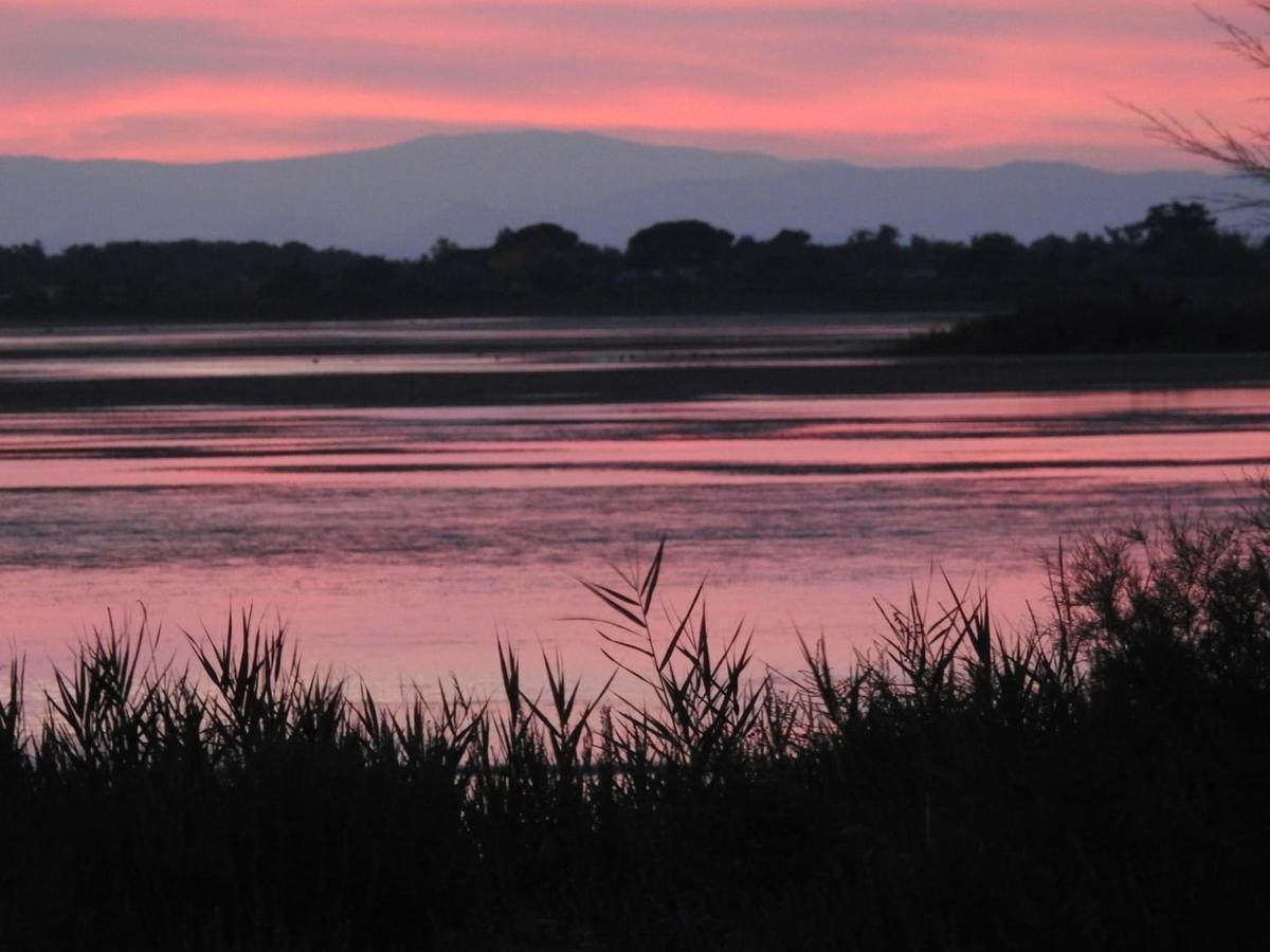Les Palmiers En Camargue Saintes-Maries-de-la-Mer